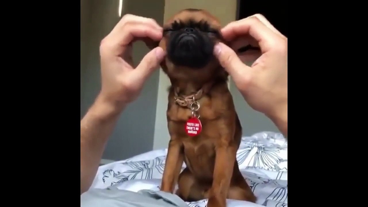 BEST CUTE FUNNY PETS ll TRY NOT to  LAUGH ll PET FAILS