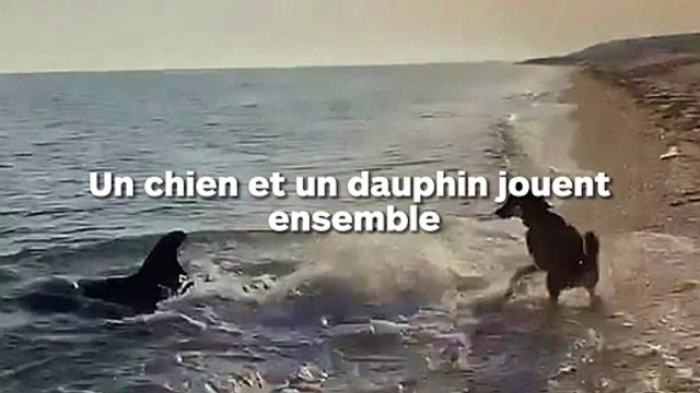 Un chien essaie de sympathiser avec un dauphin sur la plage