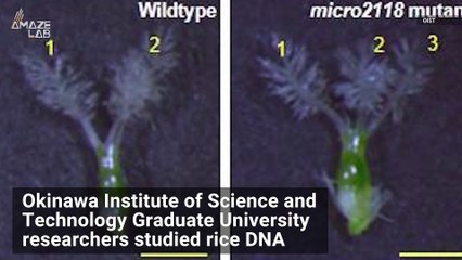 'Dark Matter' DNA Revealed to be Vital for Rice Reproduction