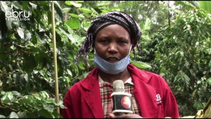 Farmers In Kiambu Threaten To Uproot Coffee