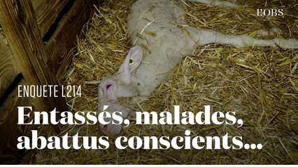 Les agneaux issus de la filière roquefort, une vie de souffrance : la nouvelle enquête choc de L124
