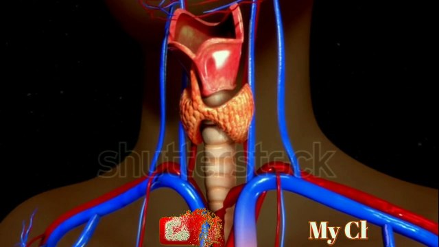 থাইরয়েডের লক্ষণ গুলো কি কি ও কি খেলে সমস্যার সমাধান হতে পারে,তা জেনে নিন-Thyroid Symptoms.