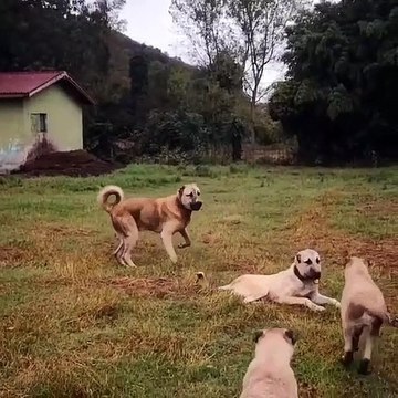 ANADOLU COBAN KOPEGi ve KANGALLAR - ANATOLiAN SHEPHERD DOG and KANGALS