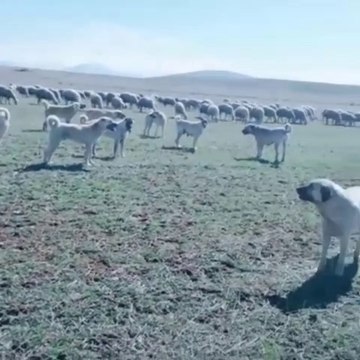 BiR DUZiNE SiVAS KANGAL KOPEKLERi GOREV BASINDA - KANGAL SHEPHERD DOGS and SHEEPS at MiSSiON