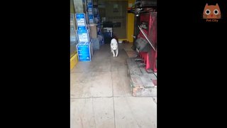 Trate de no reírse - Videos divertidos de gatos y perros  2