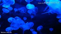 Beautifull Jelly Fishes | Nature and life | beautiful Ocean Life