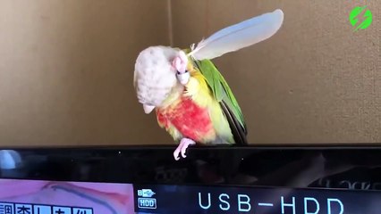 Cet oiseau a trouvé la méthode pour se gratter le cou facilement
