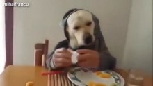 Intenta no reírte con estos vídeos de perros! #1