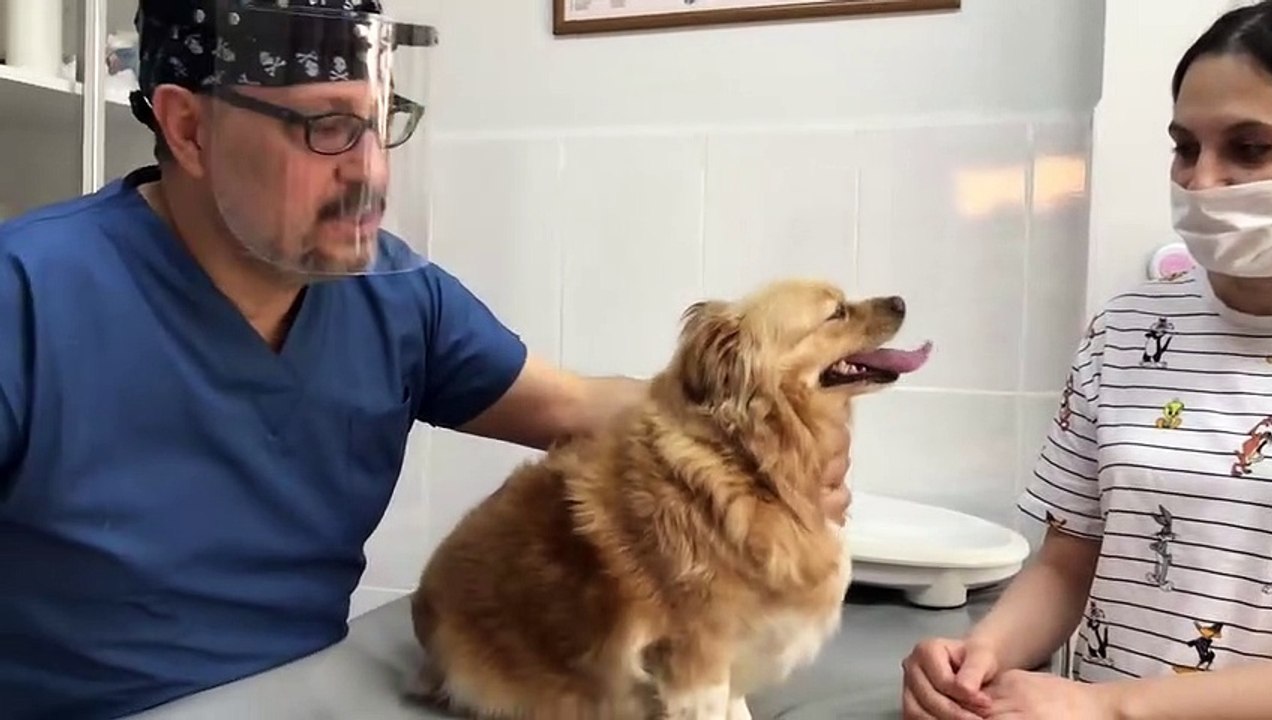 Köpekte obezite.