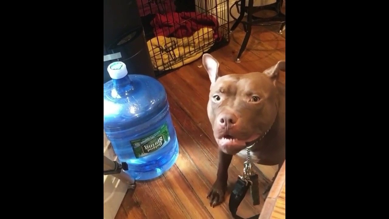 Cute Funny Animals