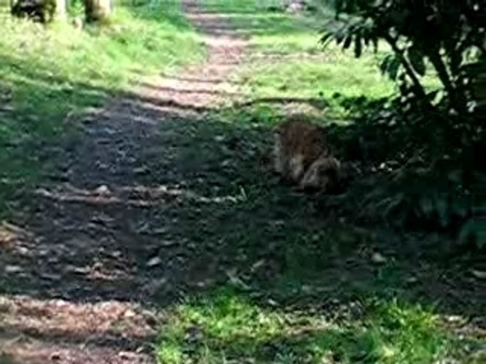 petite promenade