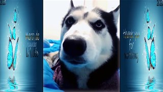 Funny doge Cute and Baby dogs Videos Compilation # funny-animal #19