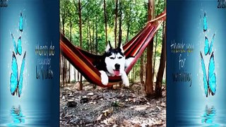 Funny doge Cute and Baby dogs Videos Compilation # funny-animal #20