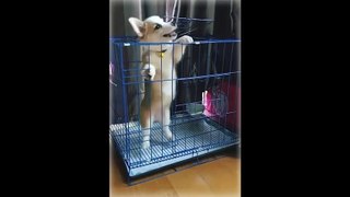 Funny doge Cute and Baby dogs Videos Compilation # funny-animal #22