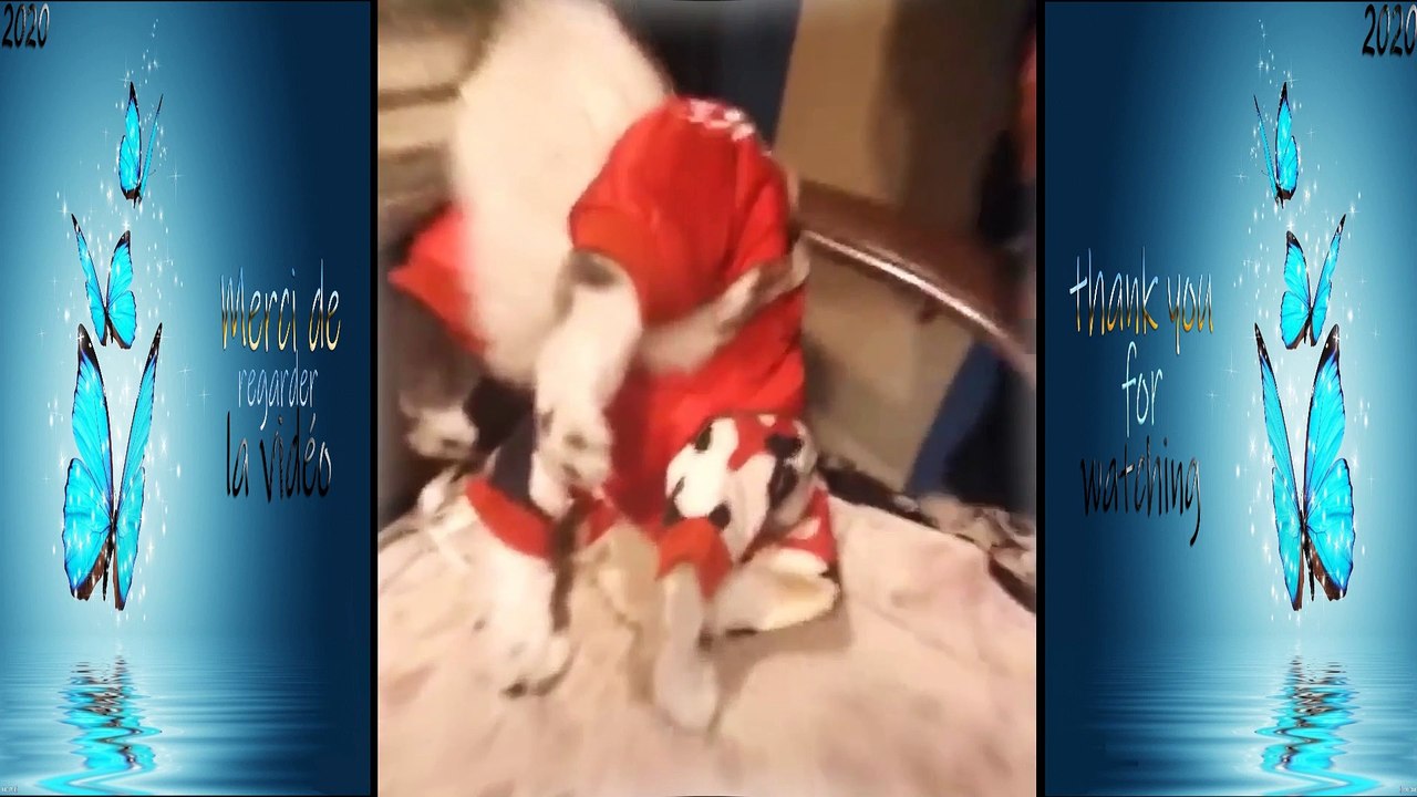 Funny doge Cute and Baby dogs Videos Compilation # funny-animal #23