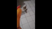 PERROS Y CACHORROS GRACIOSOS