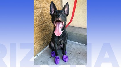 Fulton Homes Cause For Paws