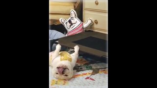 Funny doge Cute and Baby dogs Videos Compilation #funny-animal #25
