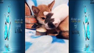 Funny doge Cute and Baby dogs Videos Compilation #funny-animal #27
