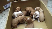 Cachorros Cocker