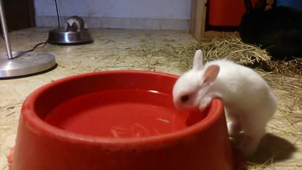 Conejitos bebé descubriendo