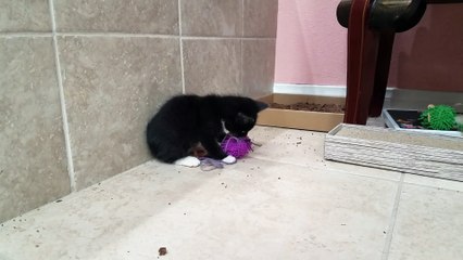 Cute feral kitten plays with yarn for the first time