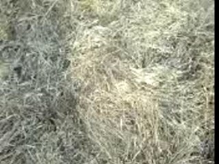 saut du bapteme de max(ps bande de connar)