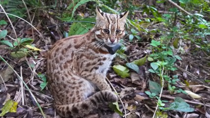 Taiwan’s ‘mother of leopard cats’ struggles to ensure the rare felines have a future on the island