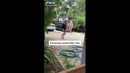 tik toks cat funny #7