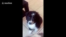 Funny puppy has adorable reaction to squeaky toy in Miami