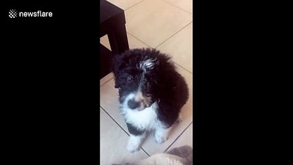 Funny puppy has adorable reaction to squeaky toy in Miami