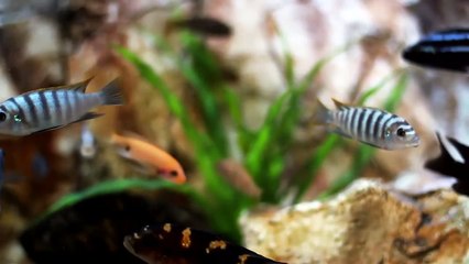 SONIDO DE BURBUJAS DE AGUA EN UNA PECERA, RUIDO BLANCO ESPECIAL PARA RELAJARSE