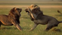 Return of the Giant Killers- Africa’s Lion Kings - BBC Natural World HD Documentary