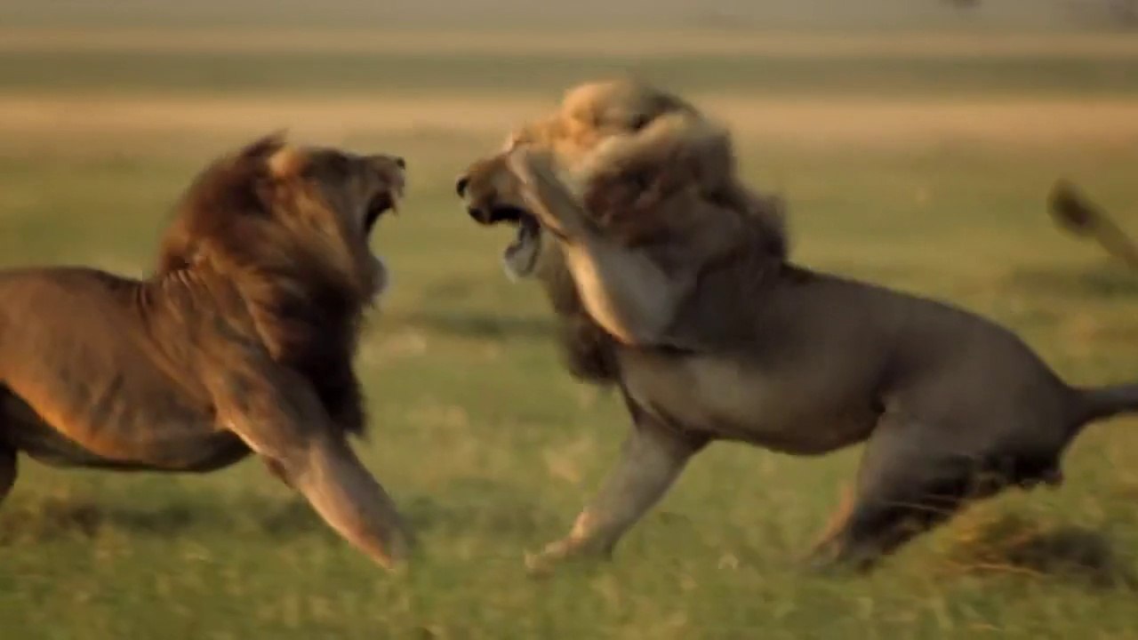 Return of the Giant Killers- Africa’s Lion Kings - BBC Natural World HD Documentary