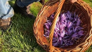 Lợi ích sức khỏe từ Saffron - Nhụy hoa nghệ tây | Saffron Việt Nam