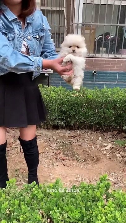 Intelligent dOG