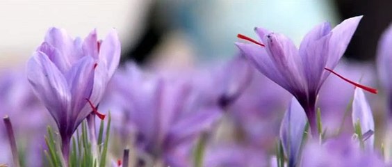 SUPER !! WA:083 854 153 392	Jual Bunga Saffron Surabaya - Malang