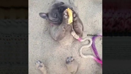 Los gatos y los perros pueden ser buenos amigos?- Vídeos divertidos de perros y gatos - Intenta no reir