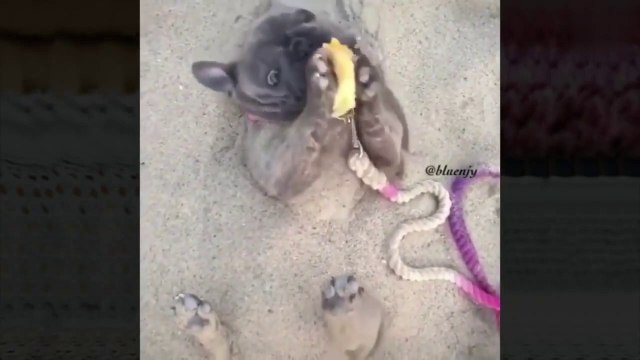 Los gatos y los perros pueden ser buenos amigos?- Vídeos divertidos de perros y gatos - Intenta no reir