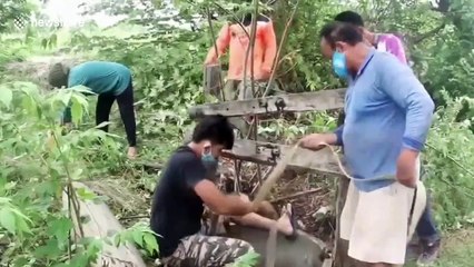 Monitor lizard rescued after falling into 11ft deep well