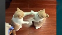 Compilación de vídeos graciosos de perros y gatos! - Intenta no reír