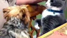 les chats contre les chiens