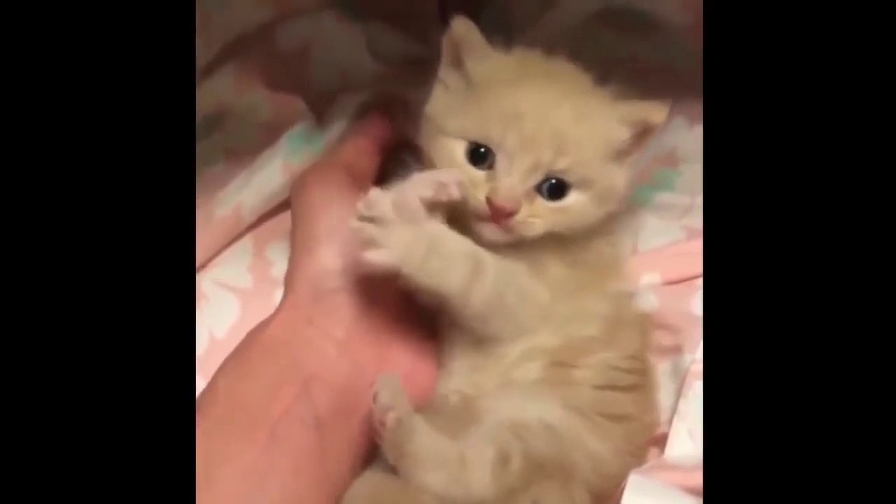 Los gatitos y cachorritos bebes mas adorables del mundo!