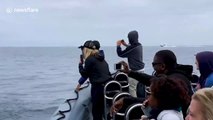 Amazing moment whale breaches just feet from boatload of tourists in California