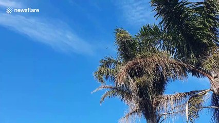 New Zealand police arrest woman wanted in relation to murder of Constable Matthew Hunt