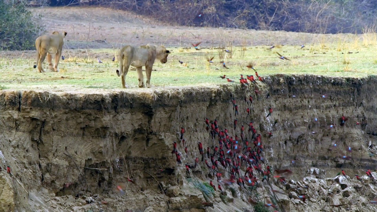 African Wildlife Predators: The Nsefu Lion Pride (English Subtitles) | National Geographic Wild Documentary HD 2020 #DocuEngsubChannel