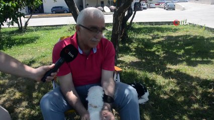 Bu kuzular bir başka...Her gün aynı saatte asansöre binerek yemek yemeye gidiyorlar