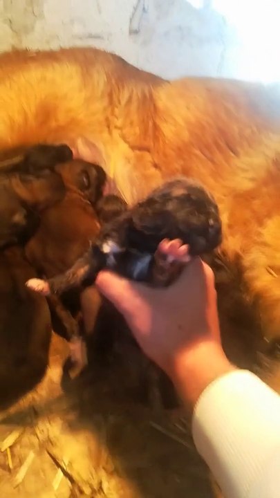 KAFKAS COBAN KOPEGi YAVRULARINA ANNE SUTU - CAUCASiAN SHEPHERD DOG PUPPiES MOM MiLK