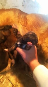 KAFKAS COBAN KOPEGi YAVRULARINA ANNE SUTU - CAUCASiAN SHEPHERD DOG PUPPiES MOM MiLK