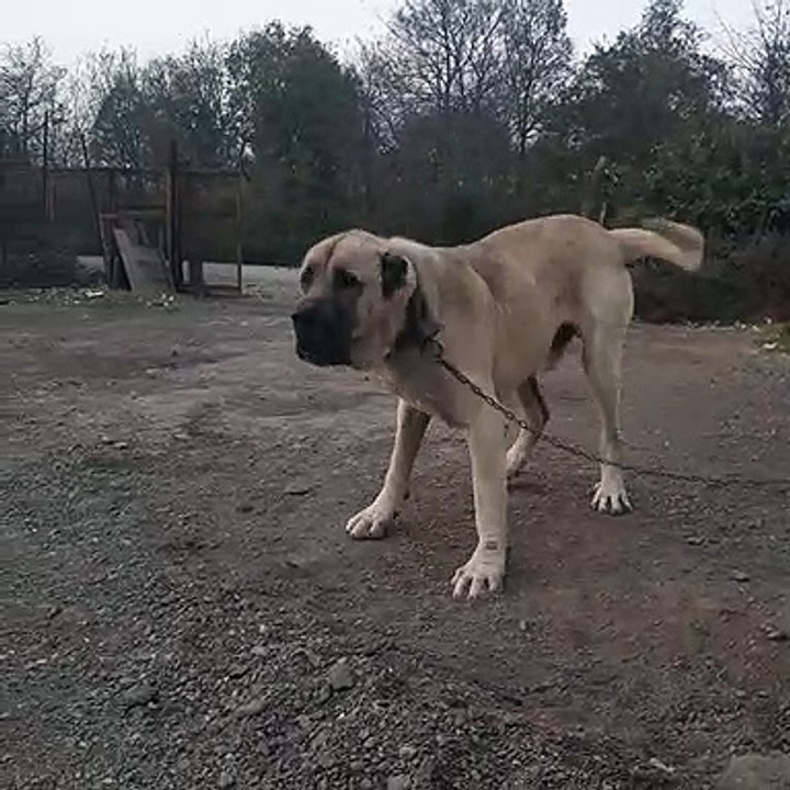 SERT ve ADAMCI ANADOLU COBAN KOPEGi - ANGRY and HARD-HiTTiNG ANATOLiAN SHEPHERD DOG